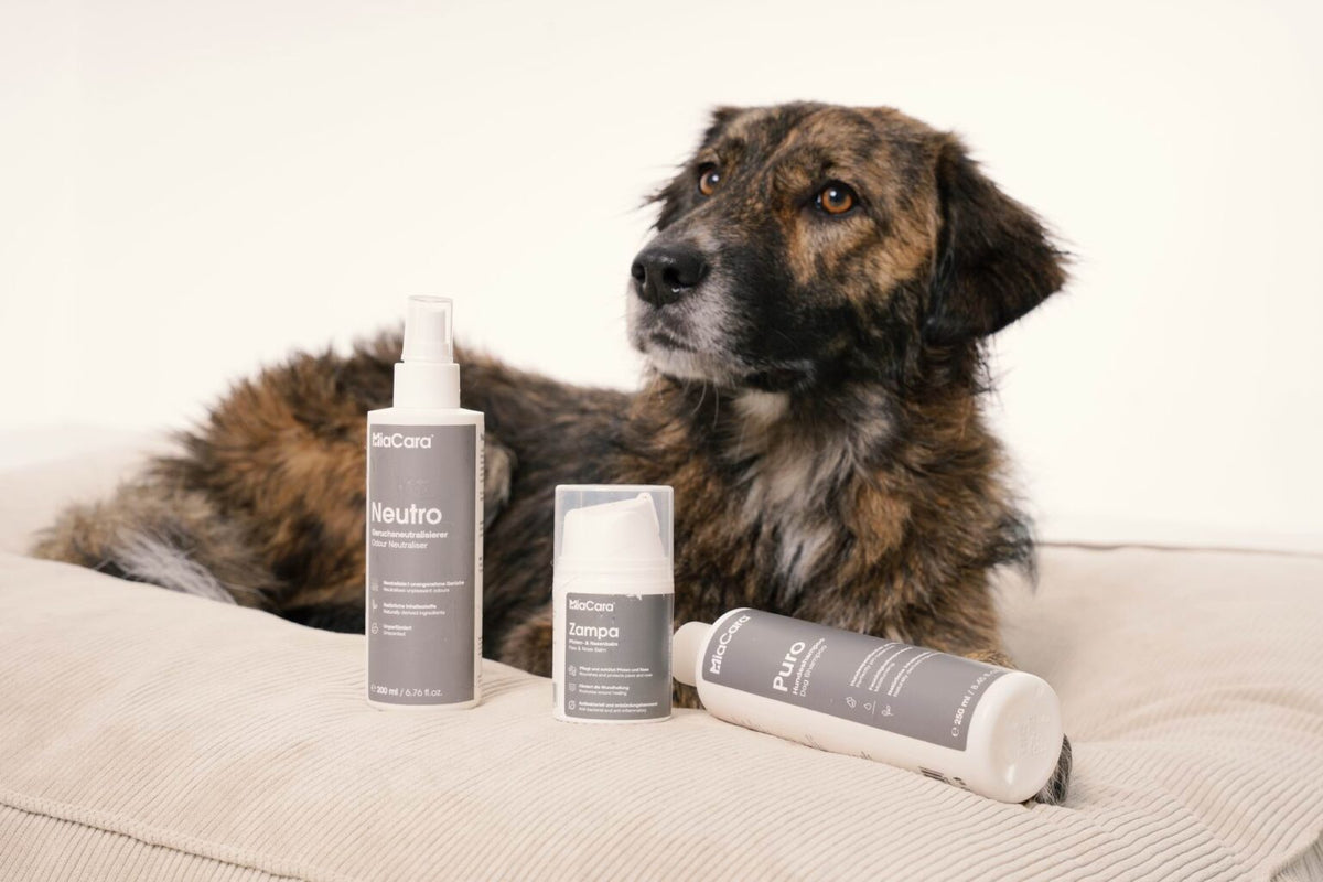 Pamper Your Pup in Style with the New MiaCara’s Luxurious Dog Care Collection