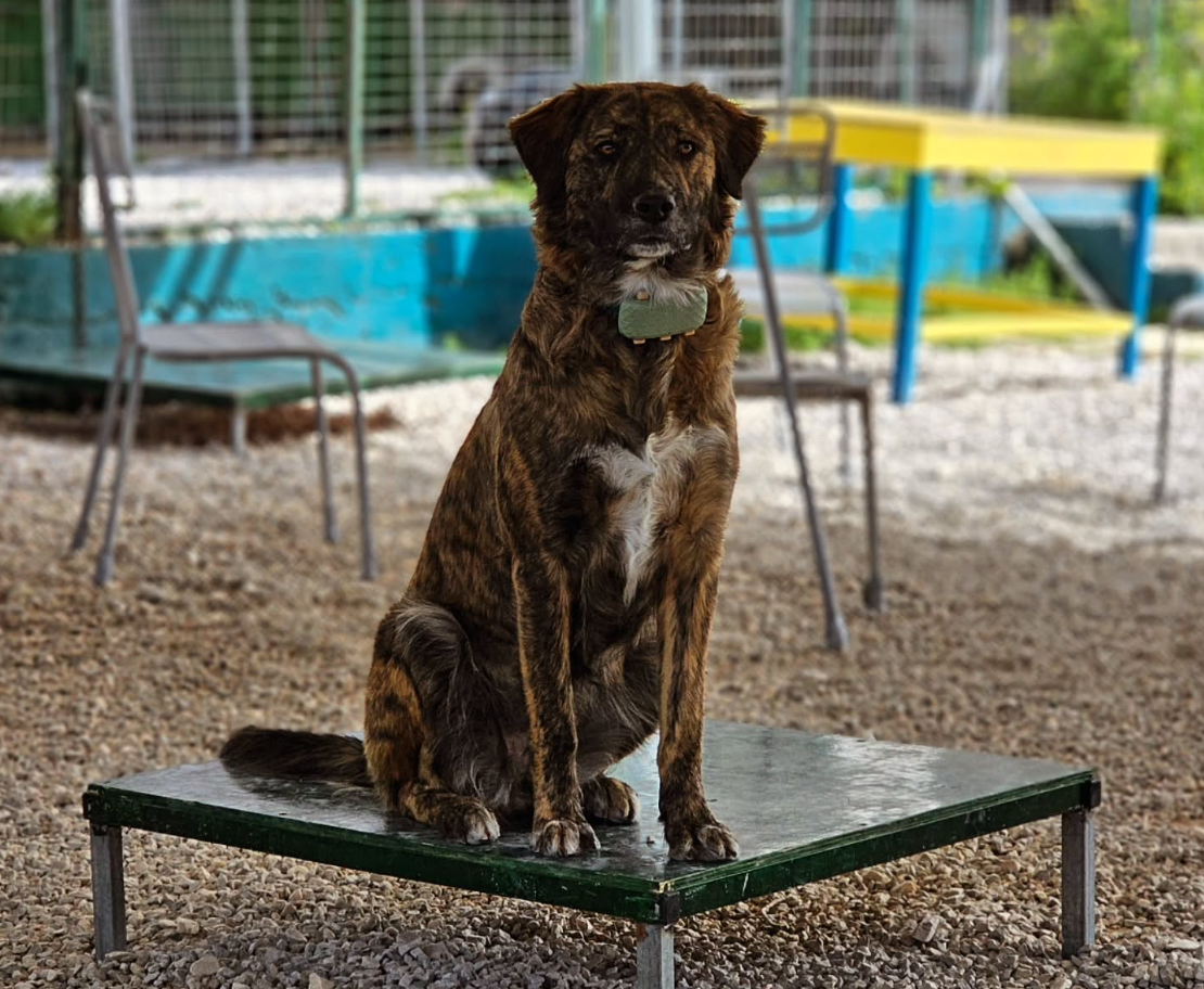 Using Positive Techniques to Address Fear and Aggression in Dogs