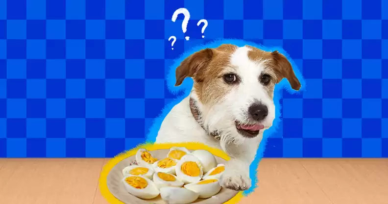 Can Dogs Eat Eggs? (Raw Eggs Are Goods?)