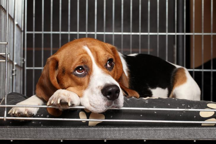 Expert Tips for Crate Training Your Dog