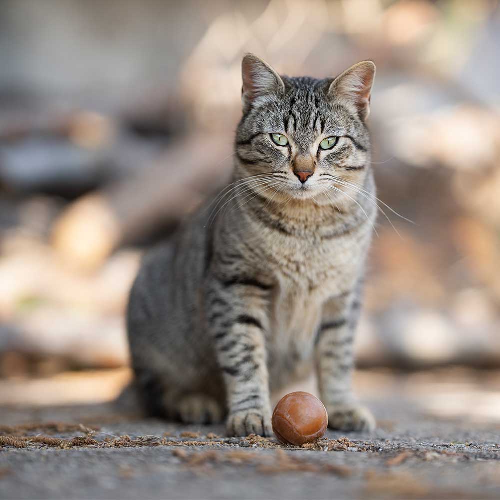 Rub Balls