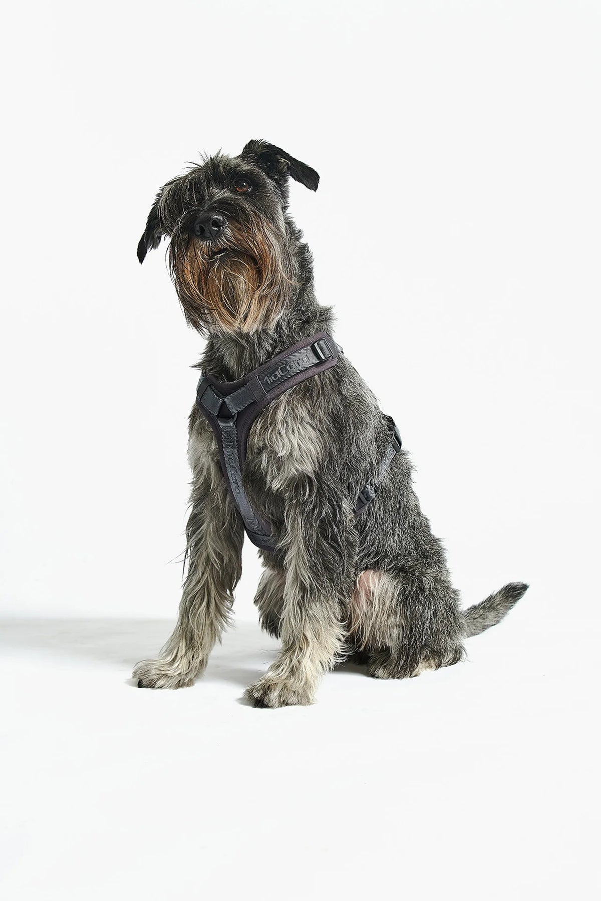Modena Harness