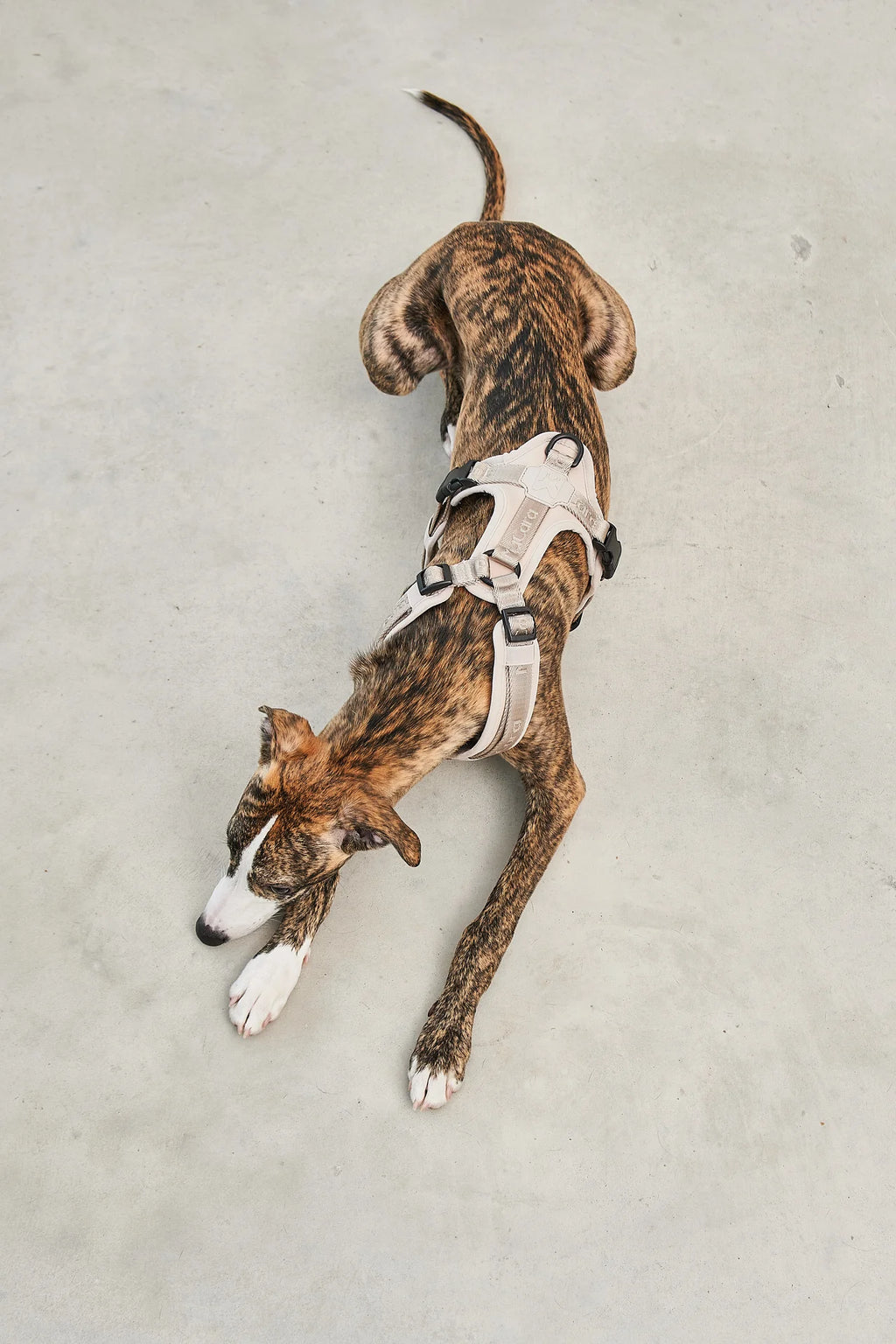 Modena Harness