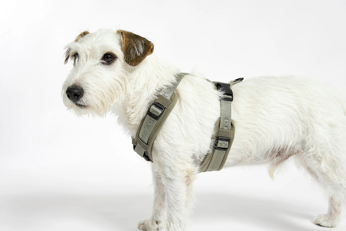Modena Harness