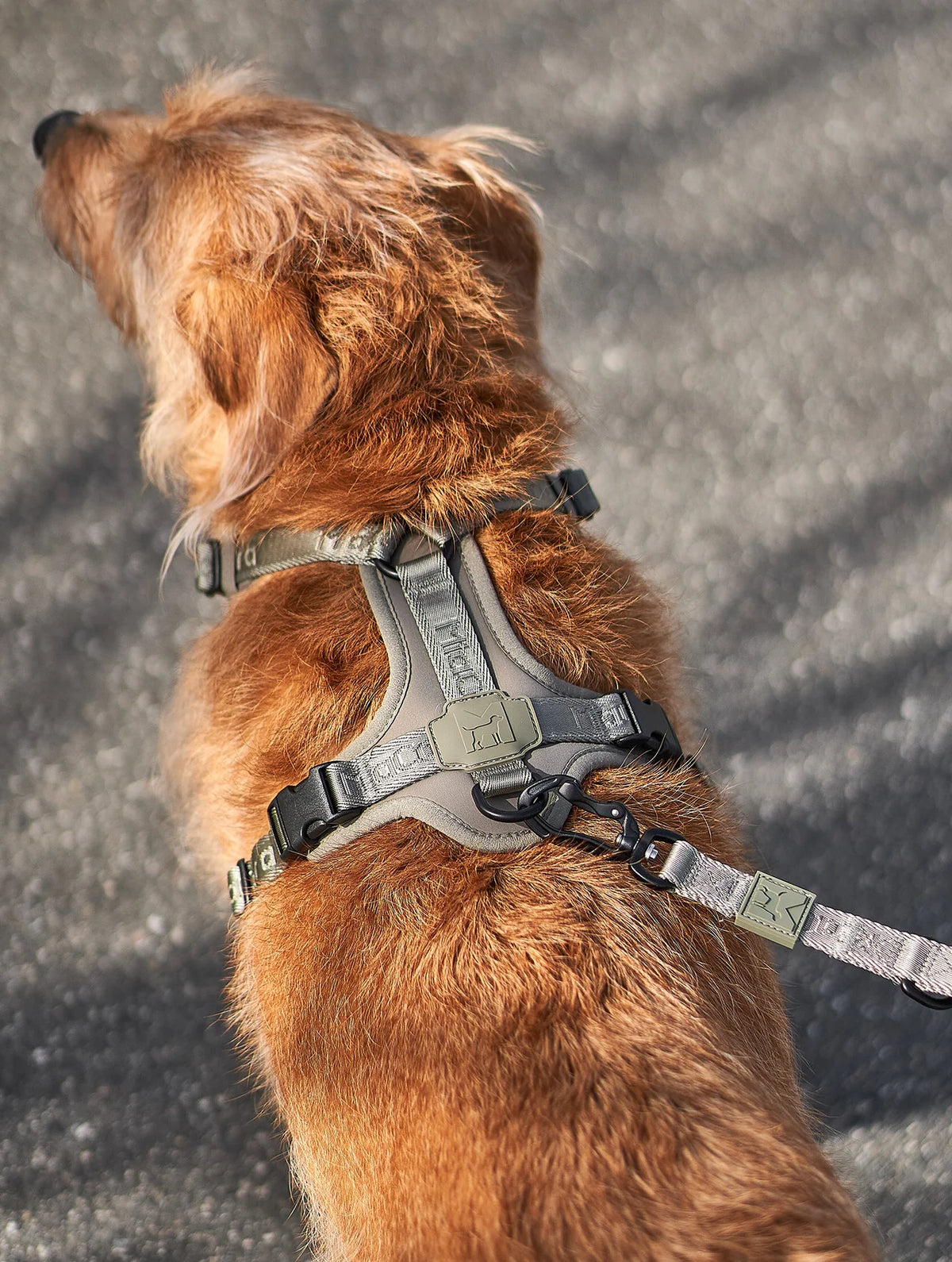 Modena Harness