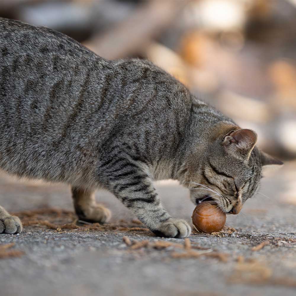Rub Balls