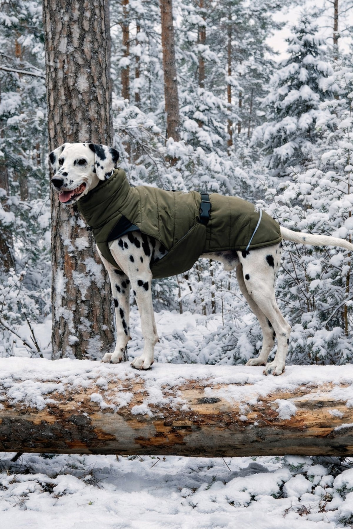 MiaCara Cosima winter dog coat