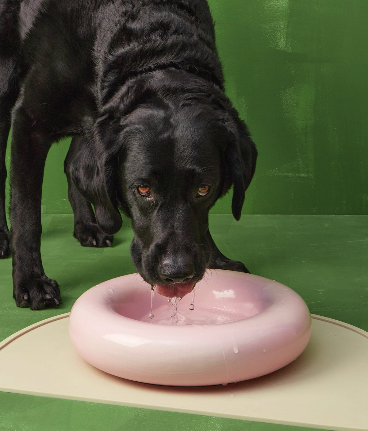 Donut