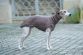 GLdesign Pullover Jacquard — photo 1
