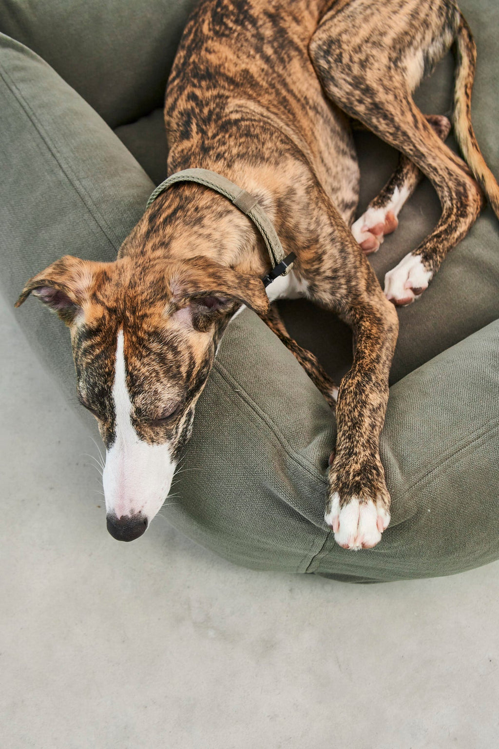 MiaCara Comodo Dog Bed — 4