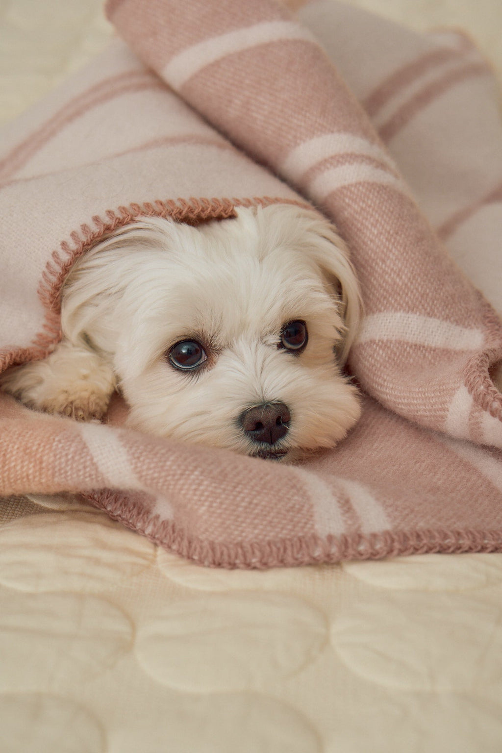 MiaCara Rigato Wool Dog Blanket — 3
