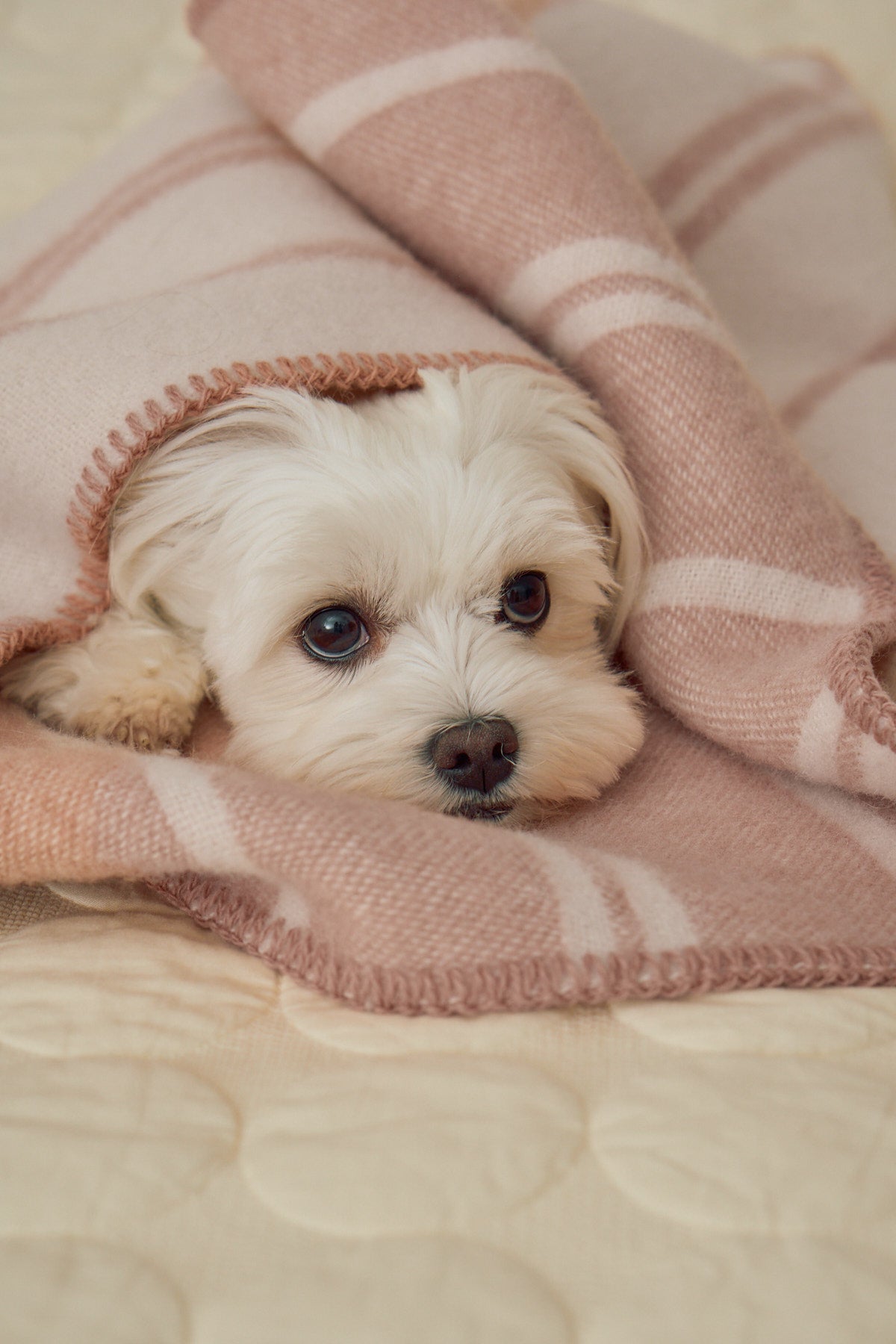 MiaCara Rigato Wool Dog Blanket — 3