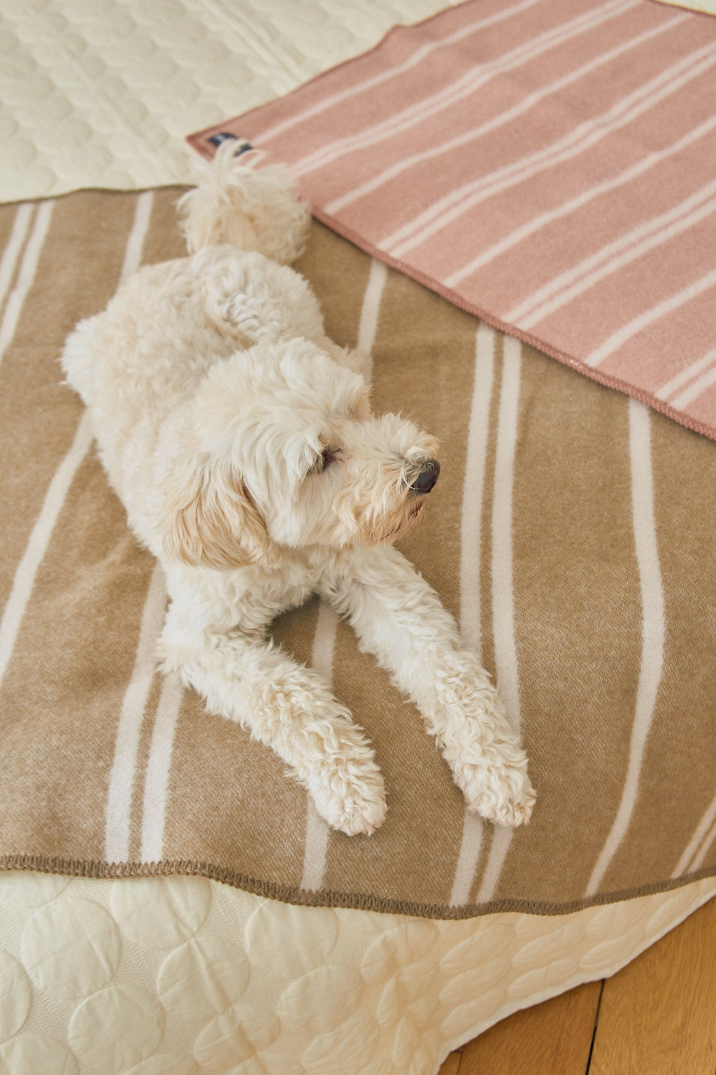 MiaCara Rigato Wool Dog Blanket — 8