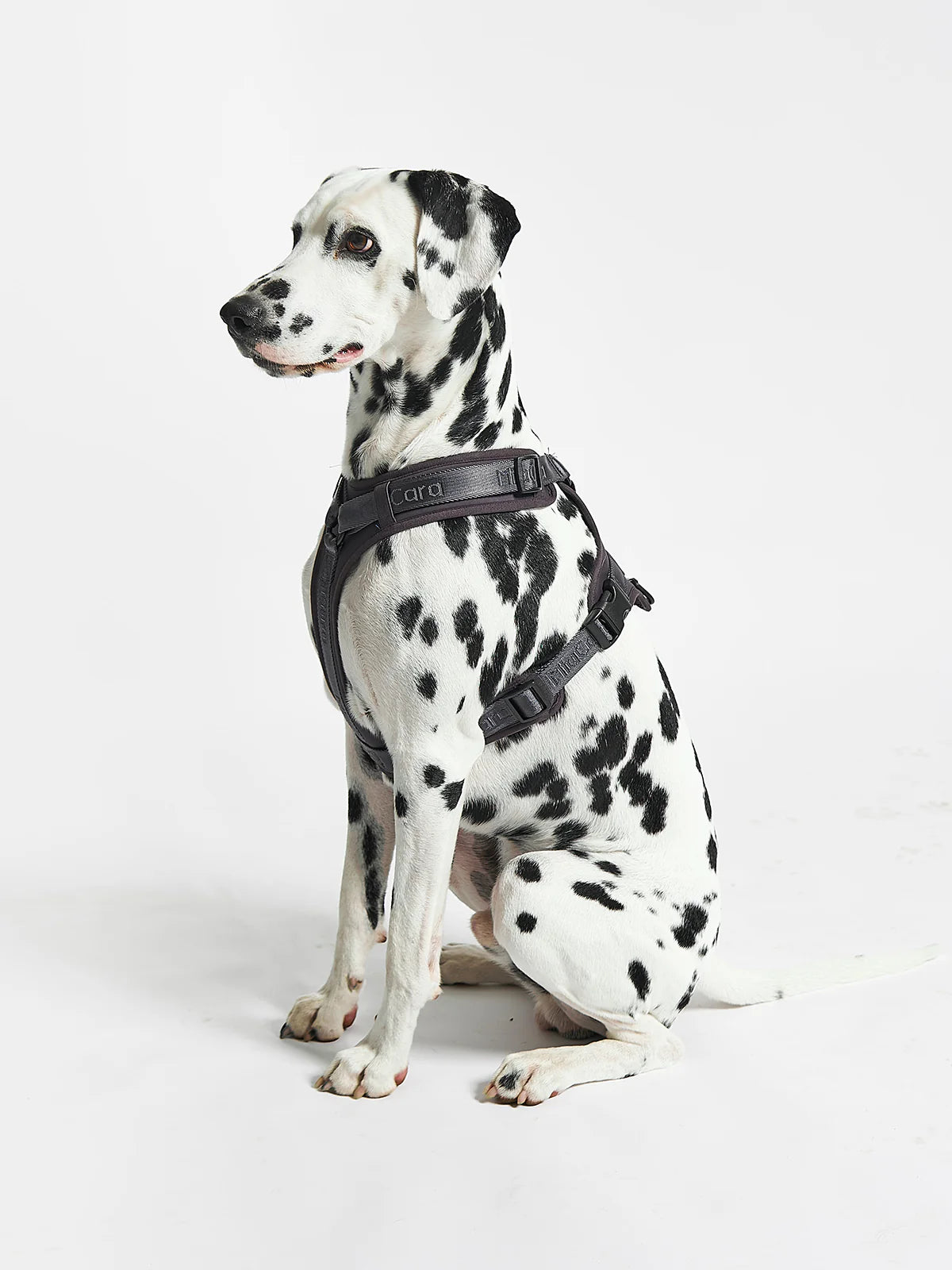 Modena Harness
