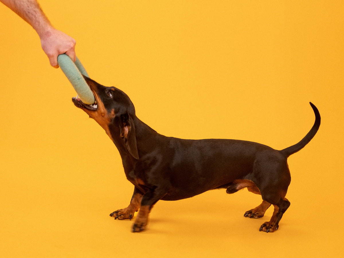 myfelt Mats Dog Toy - Ring — detail