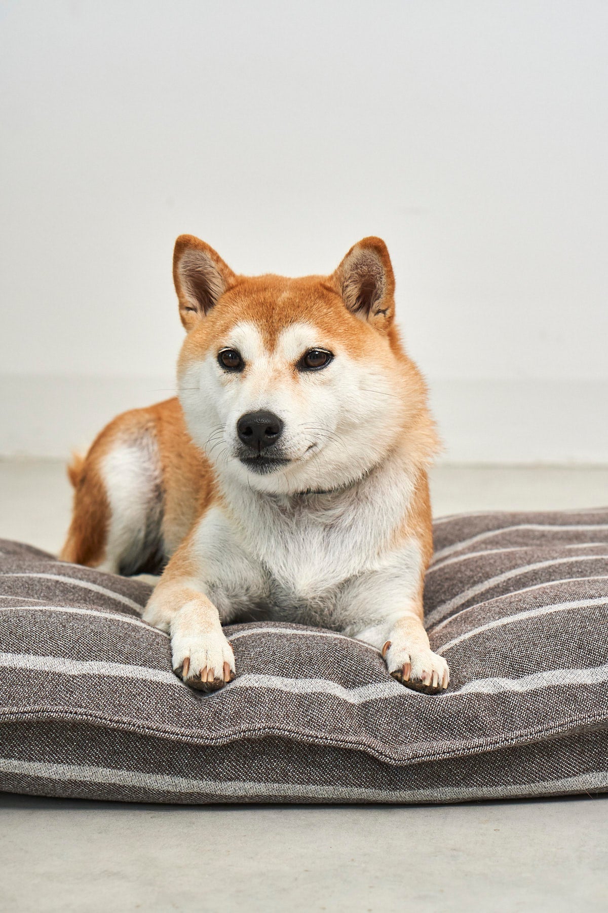 MiaCara Riga striped dog cushion