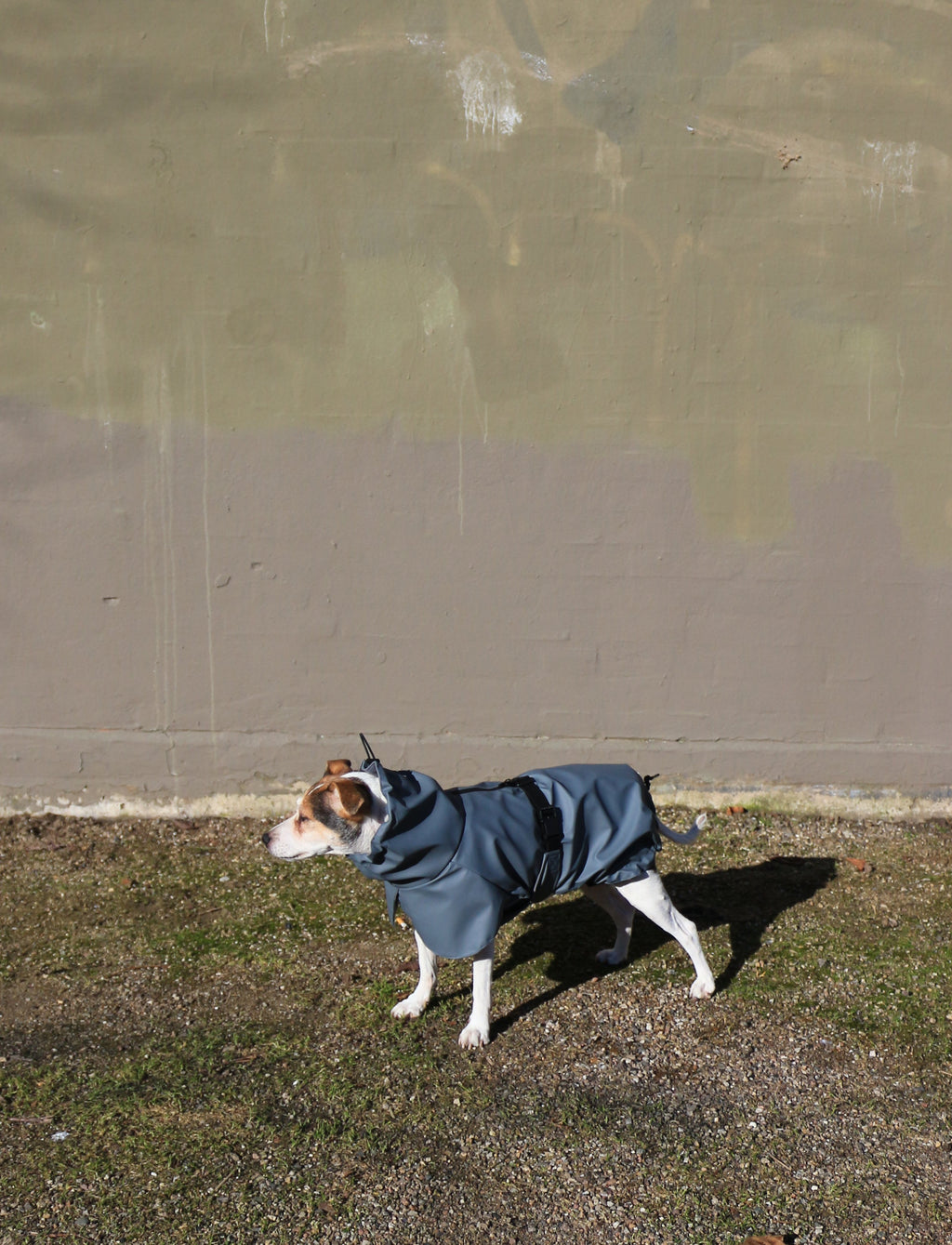 Raincoat Nordic Blue — worn by a dog