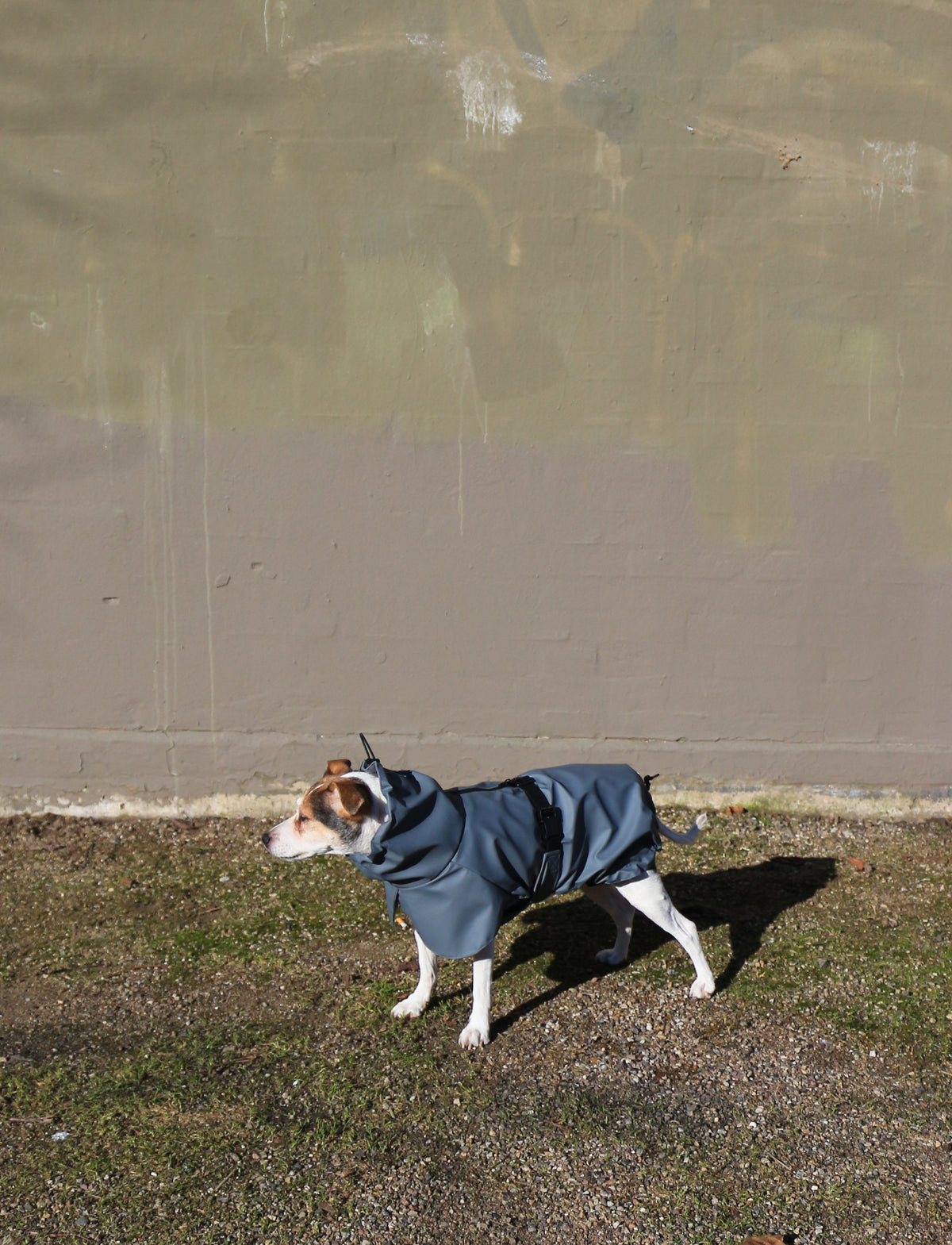 Raincoat Nordic Blue — worn by a dog
