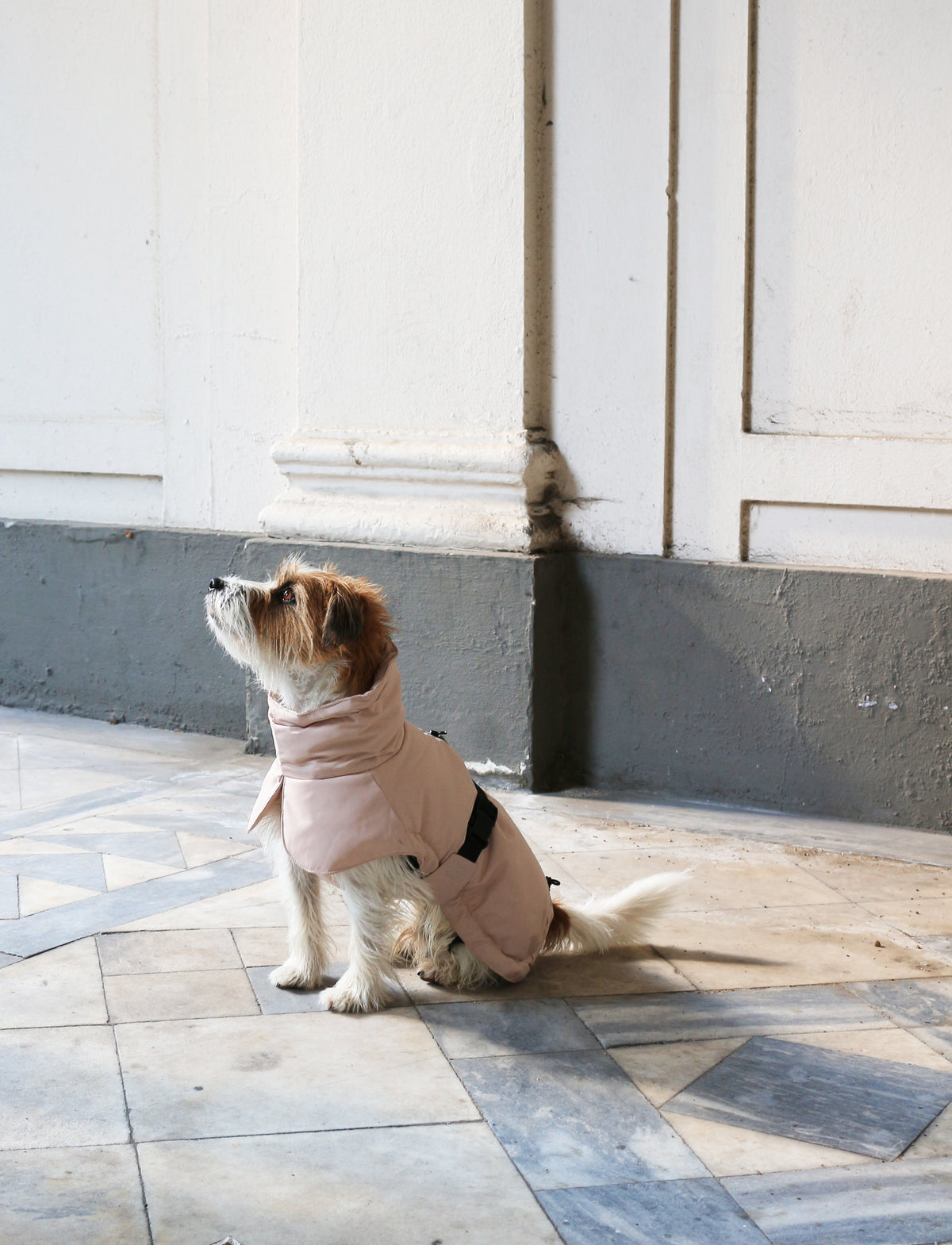 Winter Jacket Rose — worn by a dog
