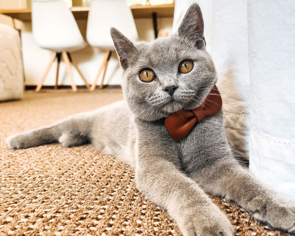 Bowtie