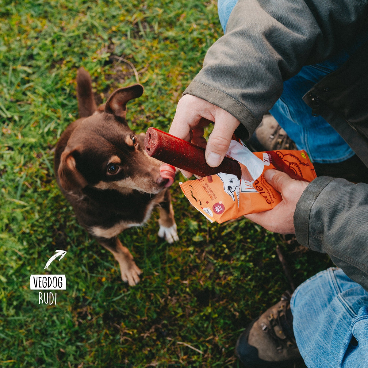 Chevvies XL — dog enjoying the snack