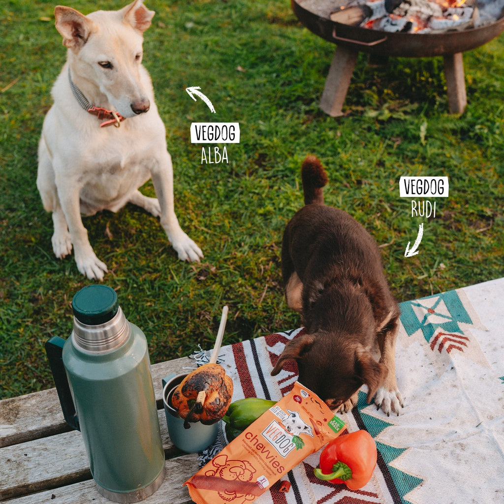 Chevvies XL — dog enjoying the snack